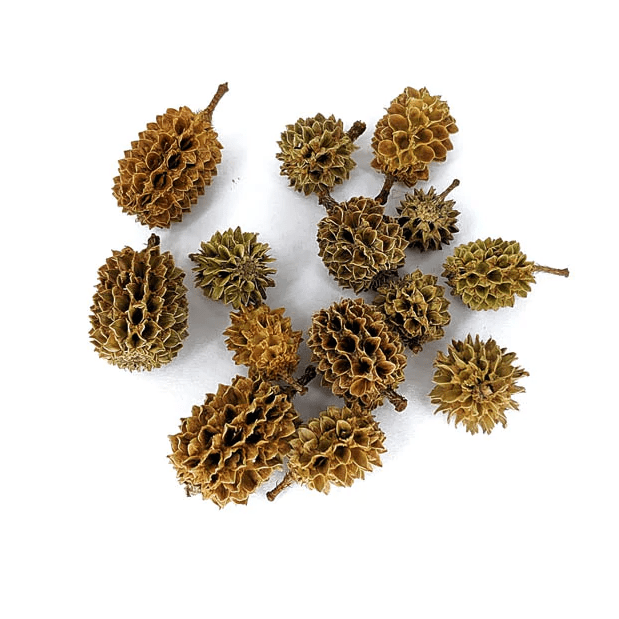 Casuarina Cones